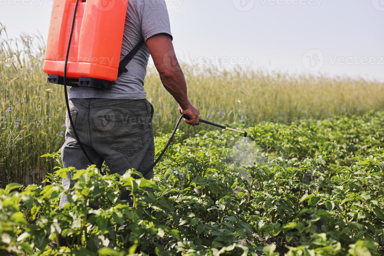 een boer met een nevelspuit behandelt de aardappelplantage tegen ongedierte en schimmelinfectie. gebruik chemicaliën in de landbouw. landbouw en agribusiness. oogst verwerking. bescherming en zorg foto