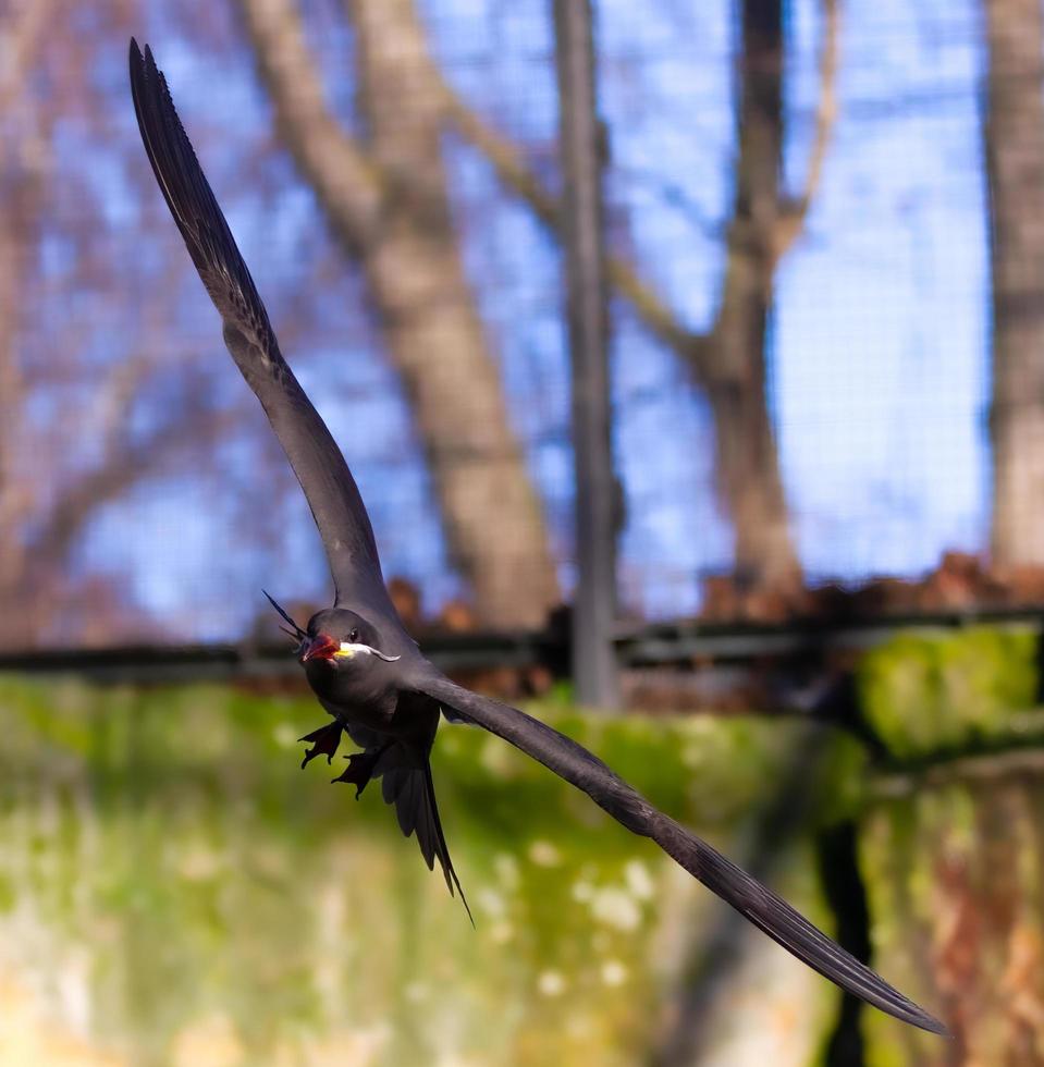 incastern die tijdens de vlucht draait foto