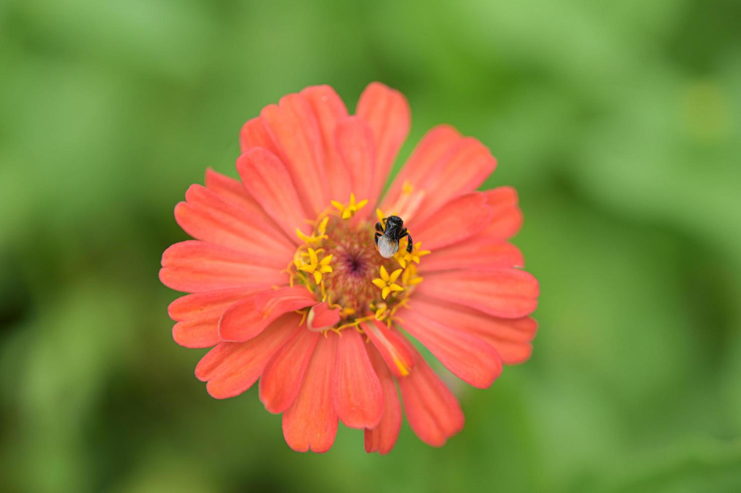 zinnia bloemen, tropische bloemen, kleurrijke bloemen, close-up bloemen. foto