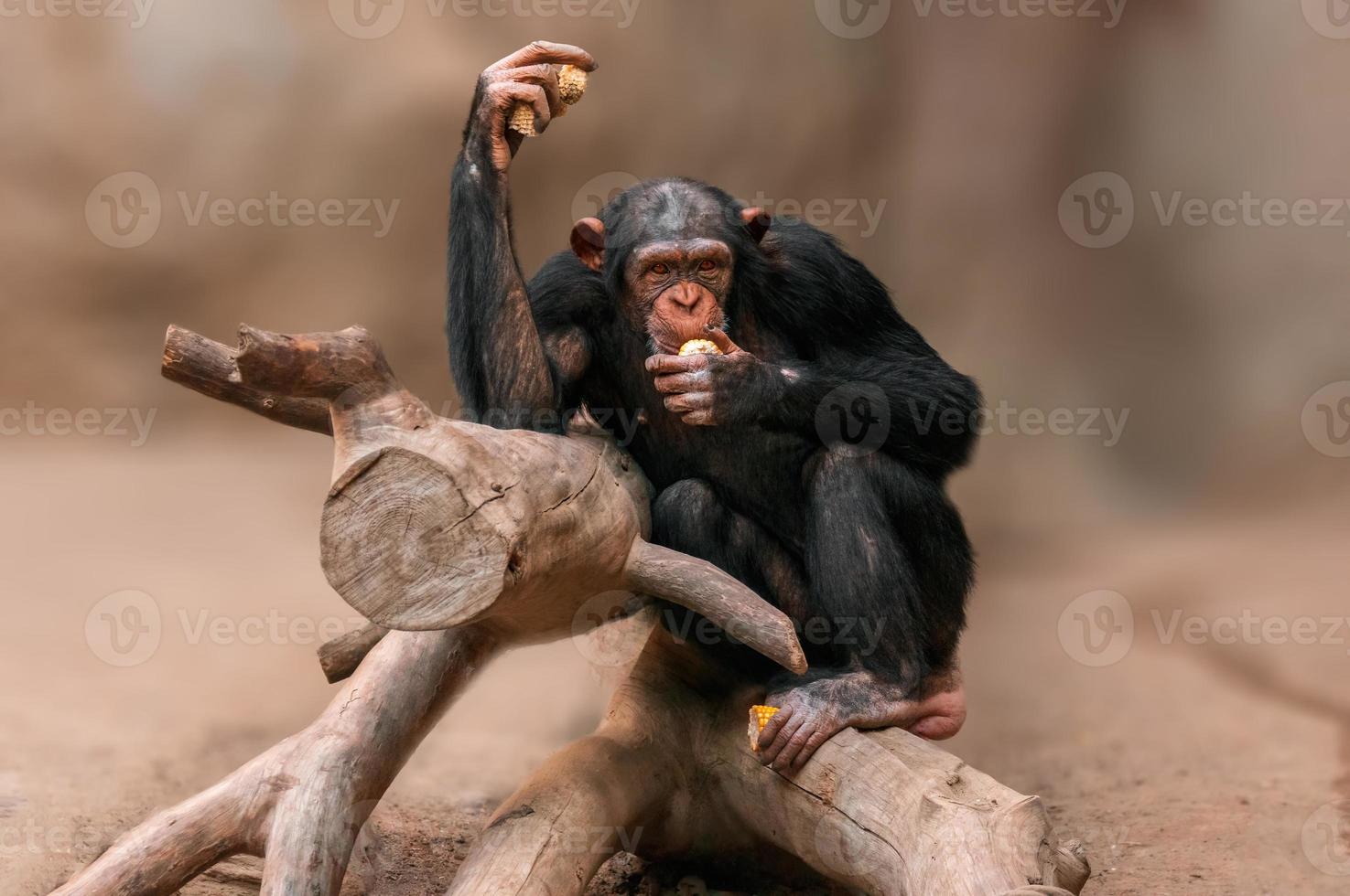 zittende West-Afrikaanse chimpansee ontspant foto