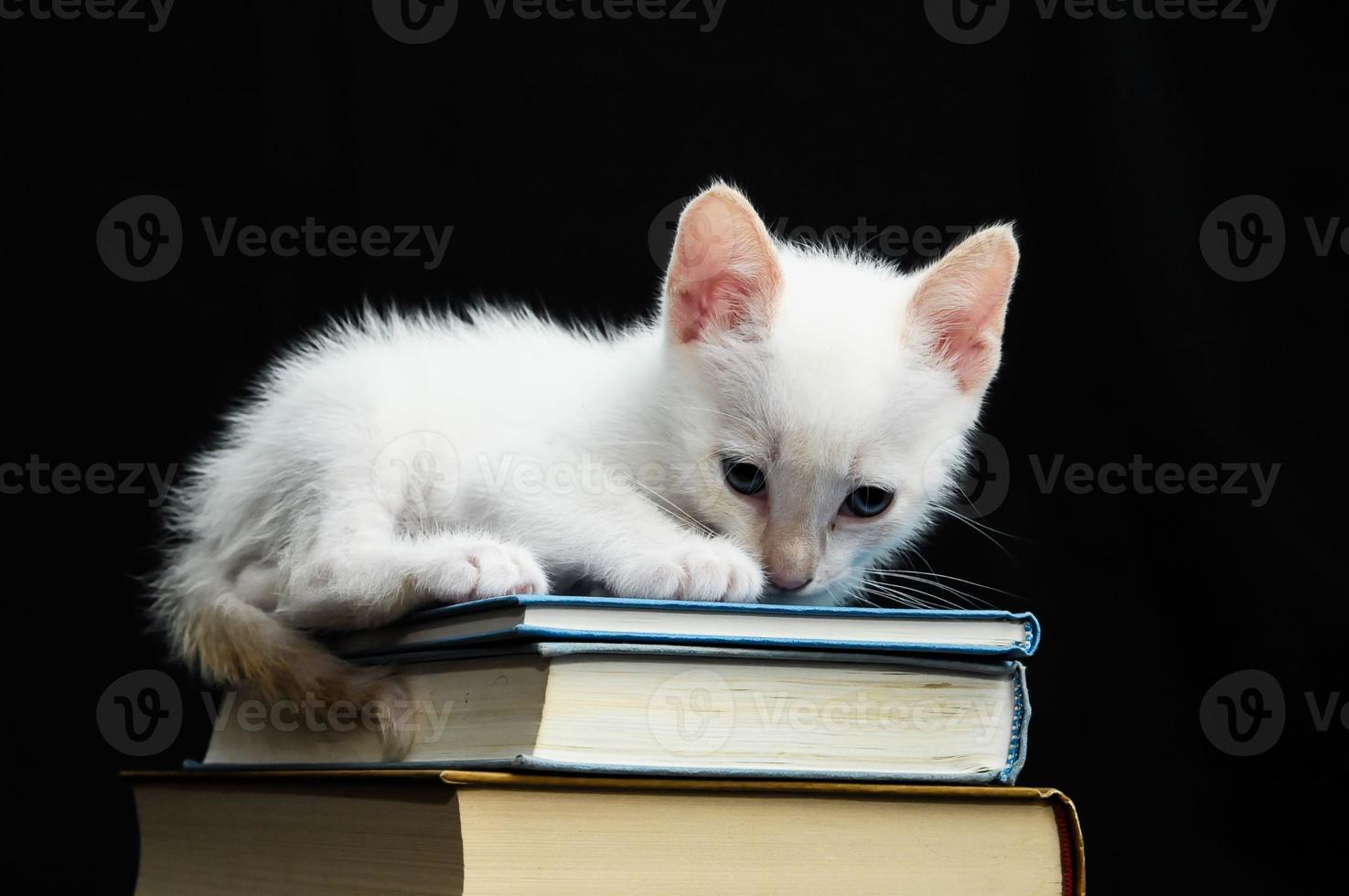 witte jonge baby kat foto