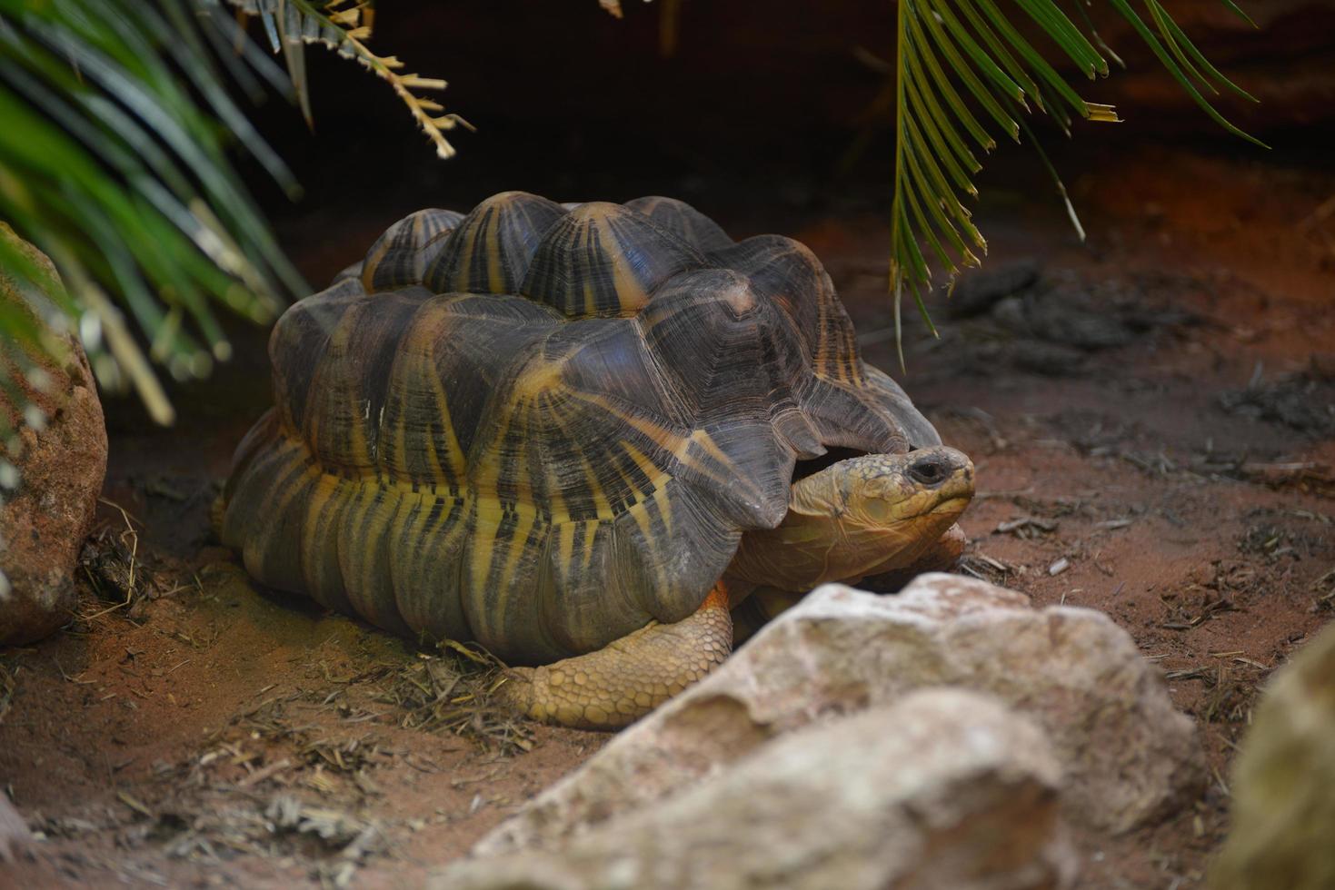 uitgestraalde schildpad rustend foto