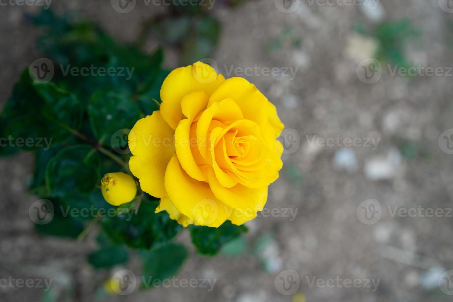 gele bloemen op de onscherpe achtergrond van een bloembed in de tuin foto