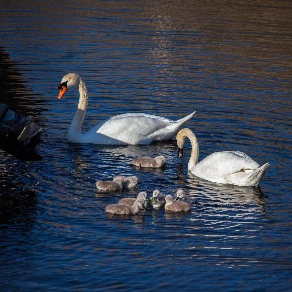 knobbelzwanen met jonge zwanen foto