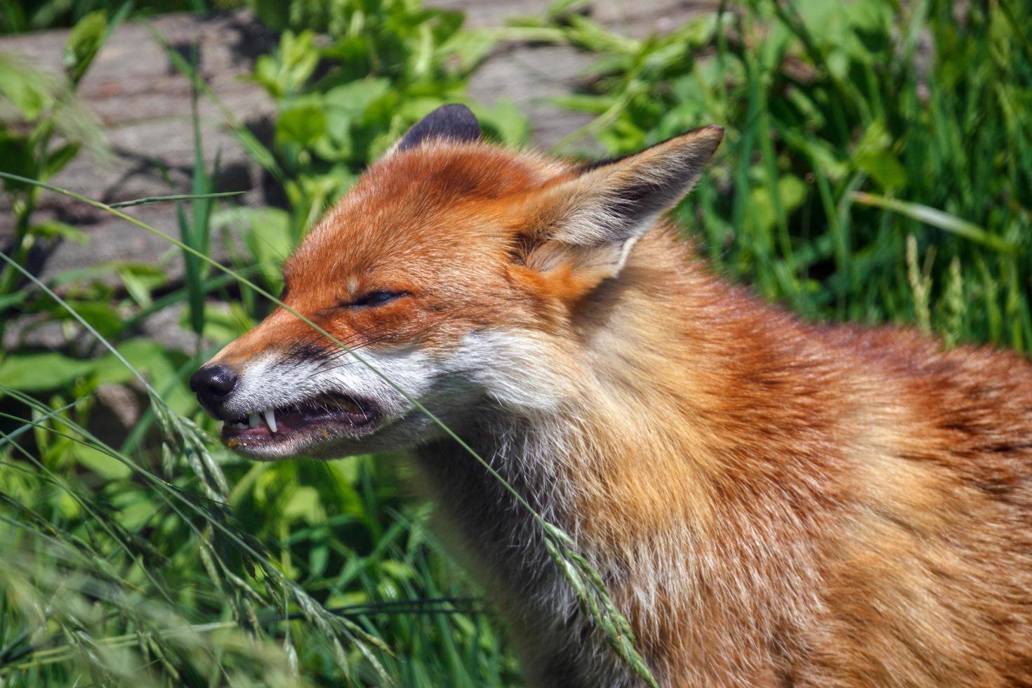 close-up van een rode vos foto