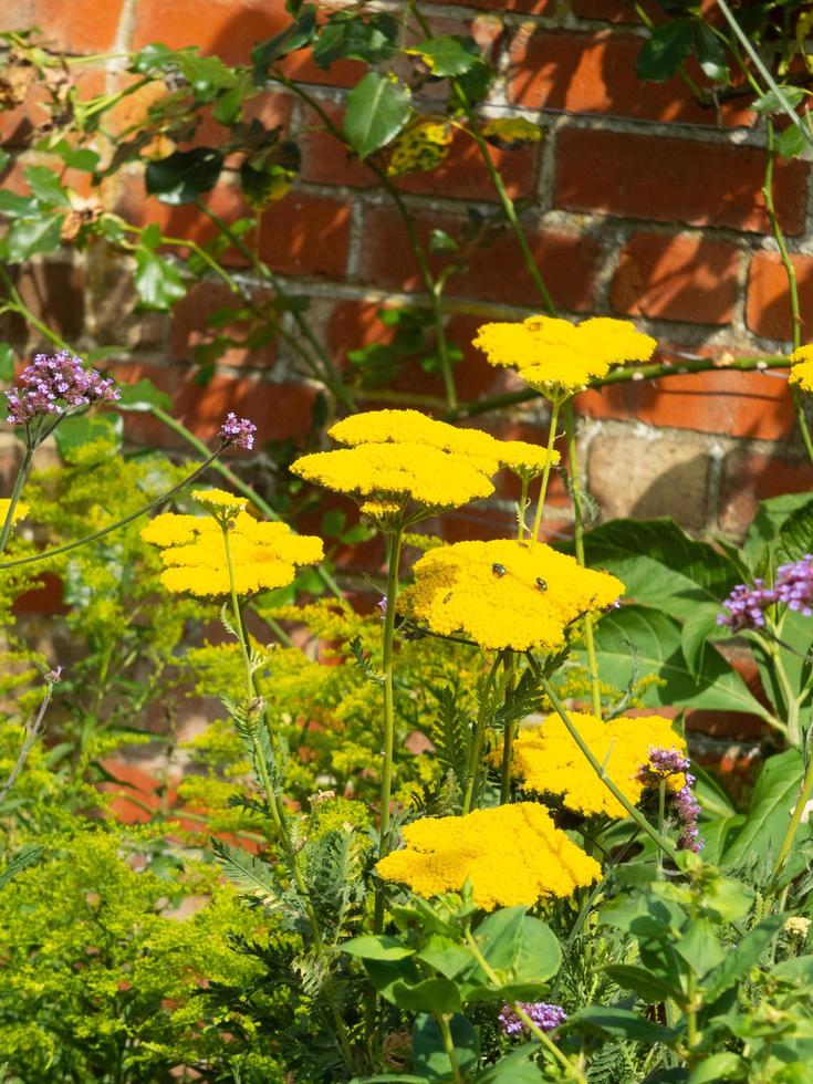 duizendblad achillea ageratum gele bloemhoofd foto