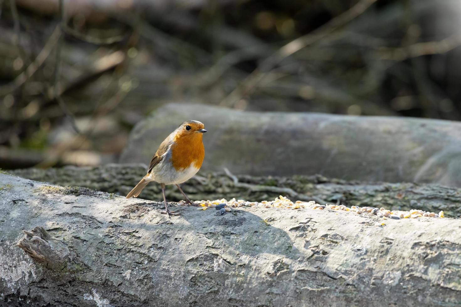 Robin staat op een boomstam in de lente foto