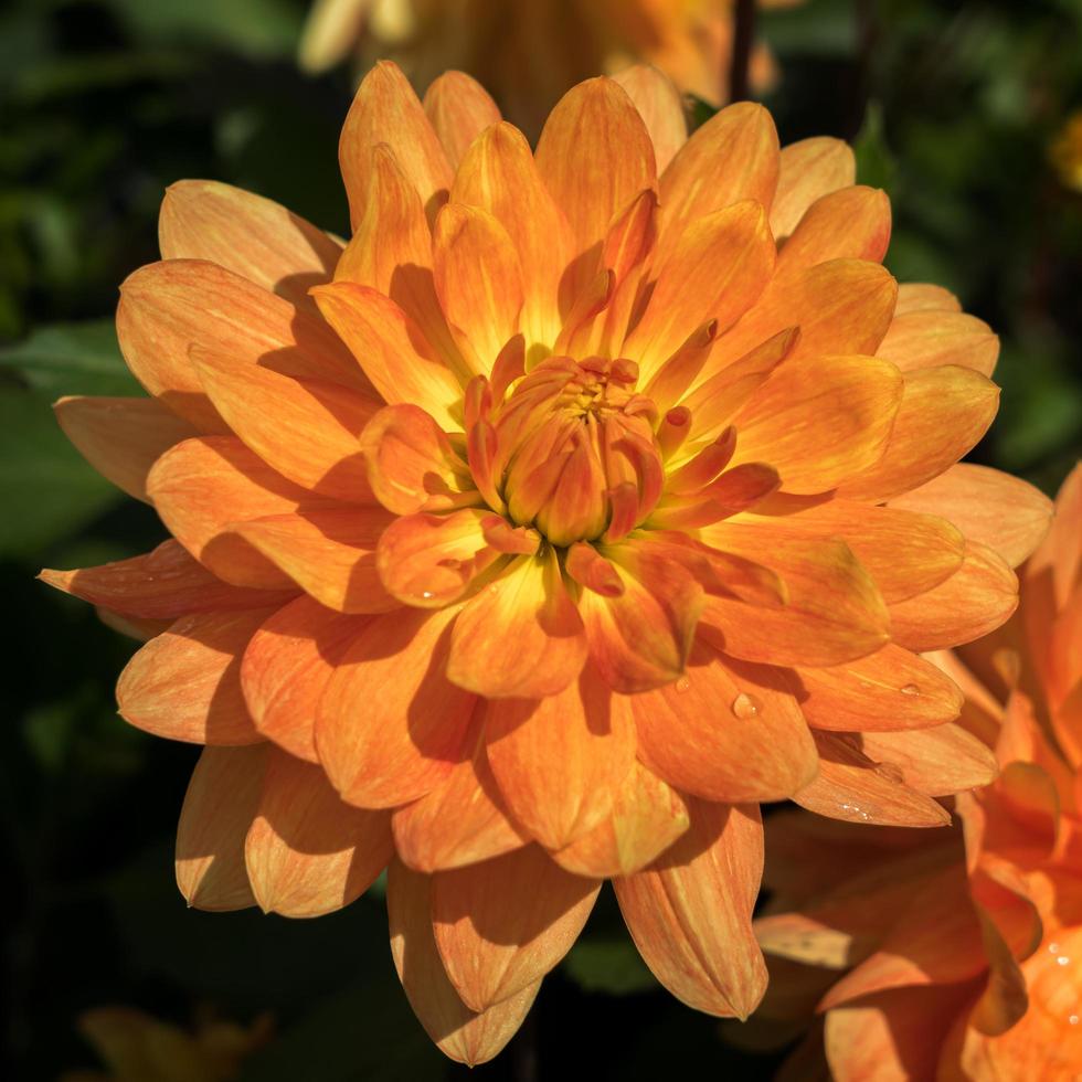 oranje dahlia in volle bloei foto