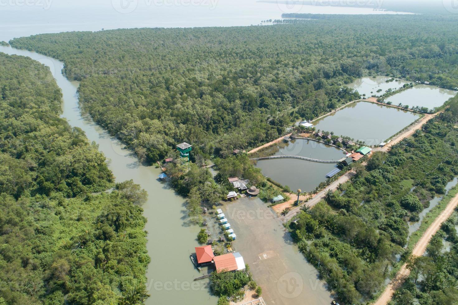 verbazingwekkende overvloedige mangrovebossen luchtfoto van bosbomen regenwoudecosysteem en gezonde omgeving achtergrondstructuur van groene bomen bos van boven naar beneden hoge hoekmening foto