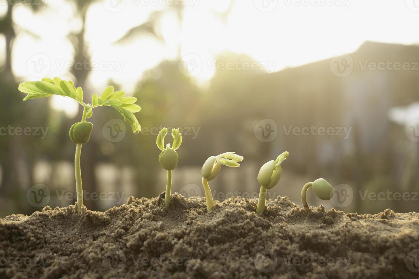 groeiende plant, jonge plant in de ochtend licht op grond achtergrond, nieuw leven concept.small planten op de grond in spring.fresh, zaad, foto vers en landbouw concept idee.