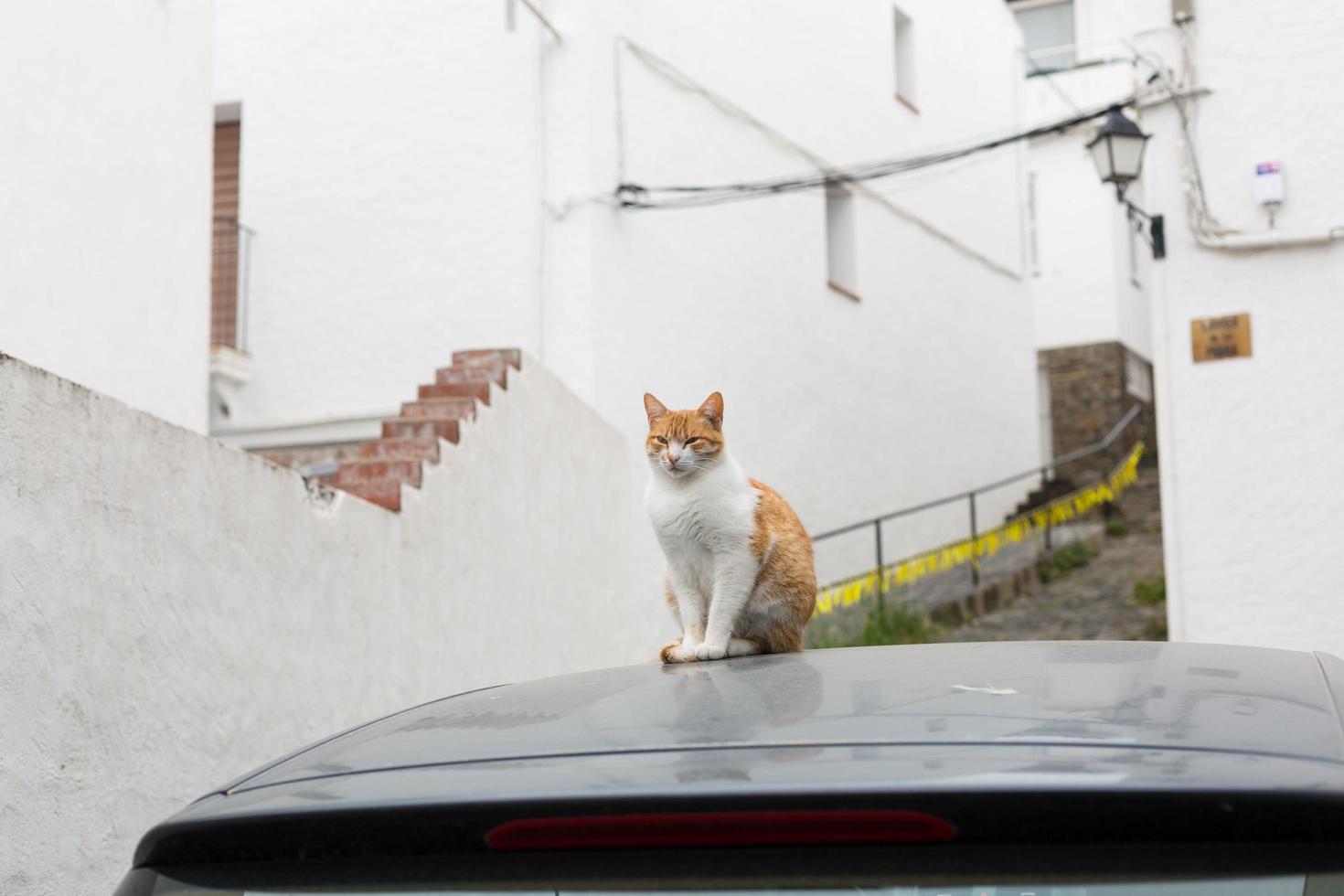 kat op het dak van een auto op straat foto