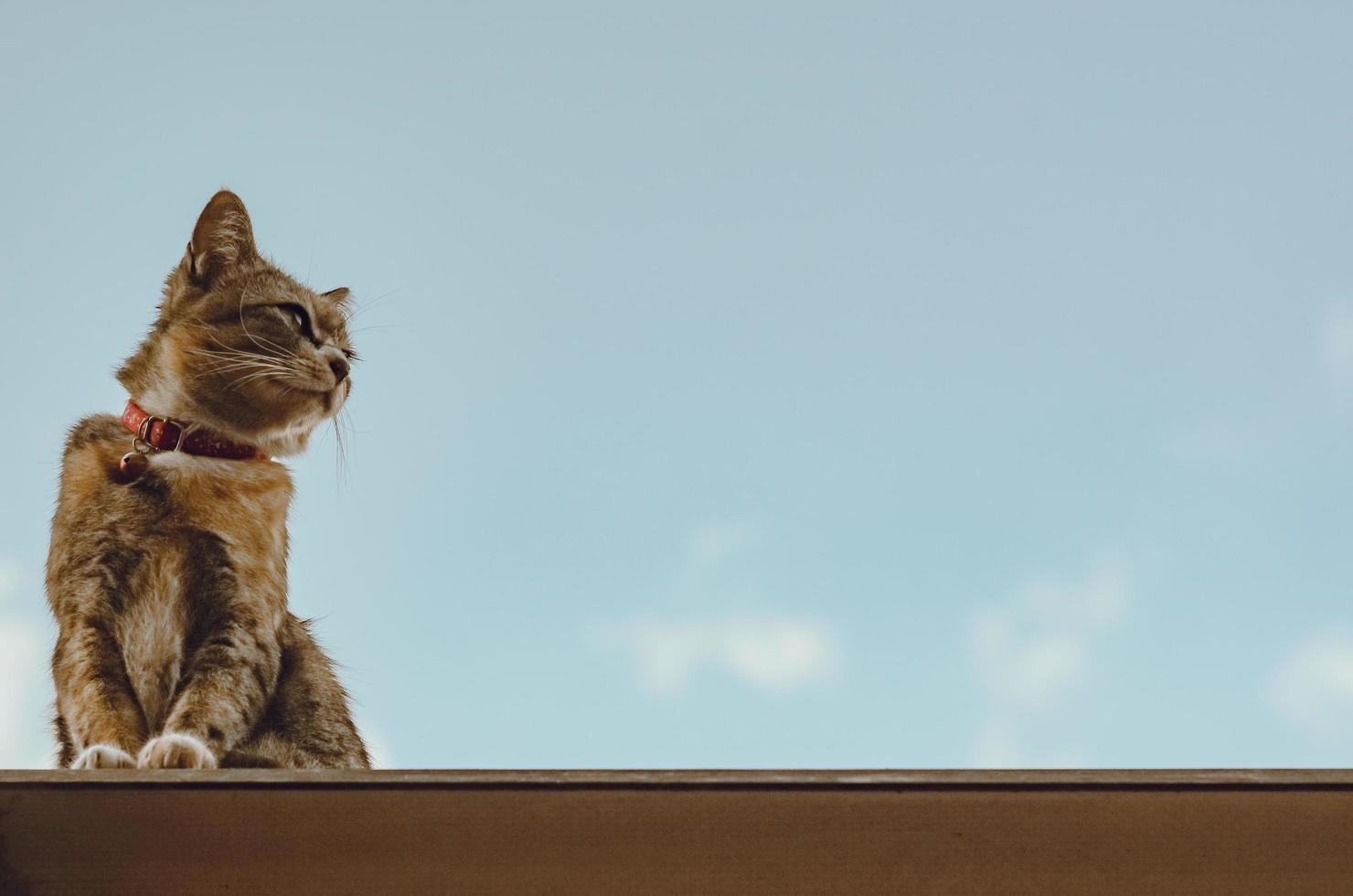 schattige bruine huiskat zittend op het dak foto