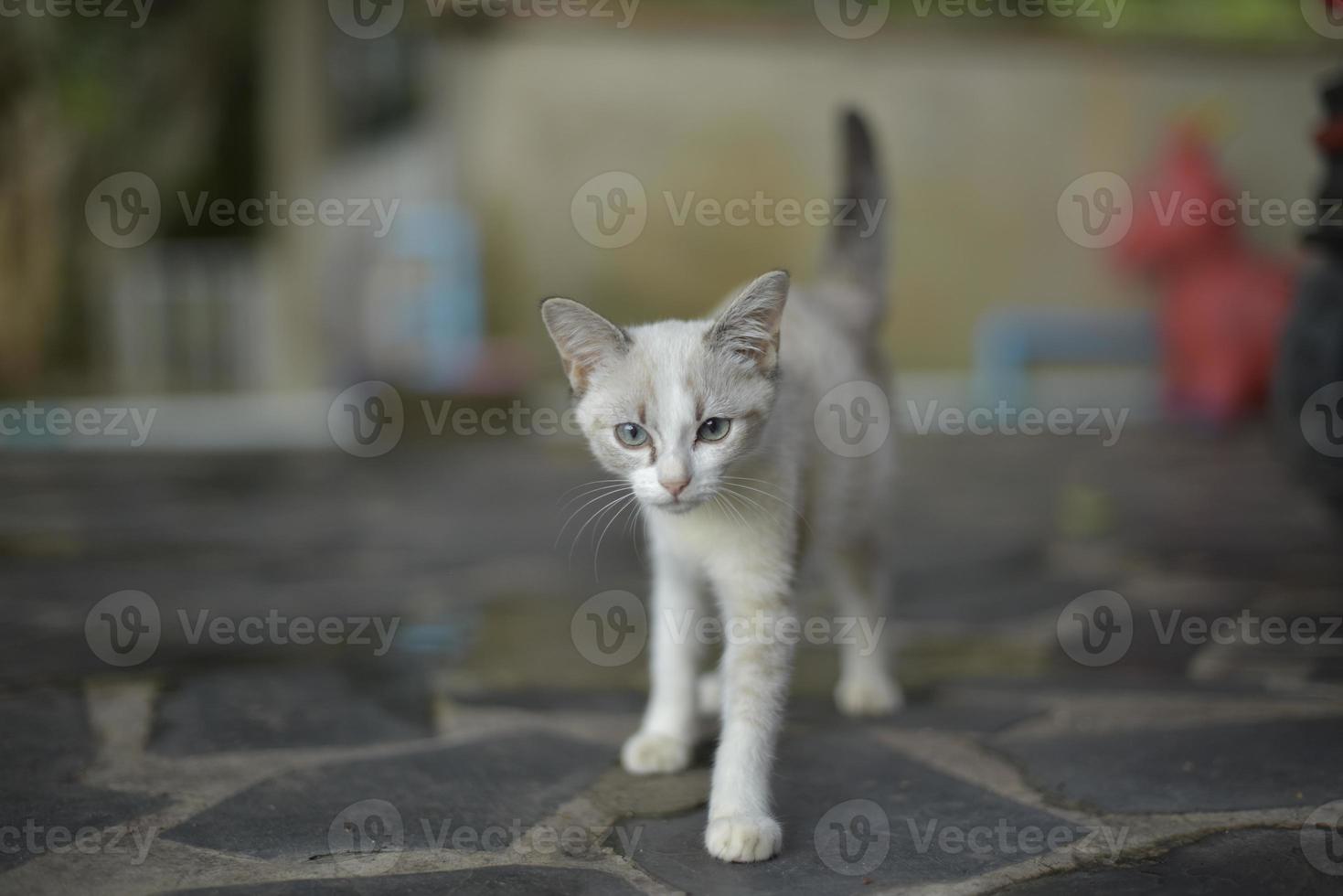 wit katje lopend op beton foto