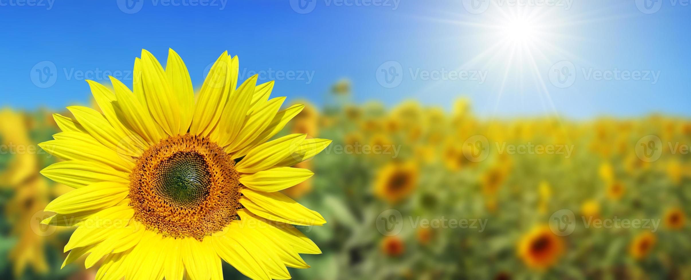 veld van bloeiende zonnebloemen op een achtergrond blauwe lucht foto