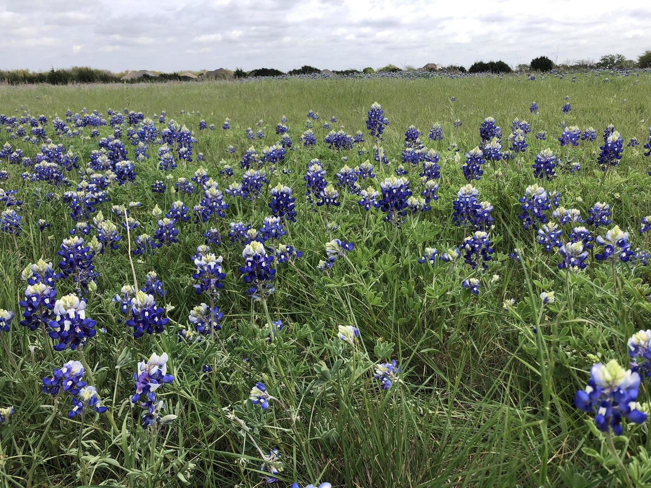 texas veld van bluebonnets foto