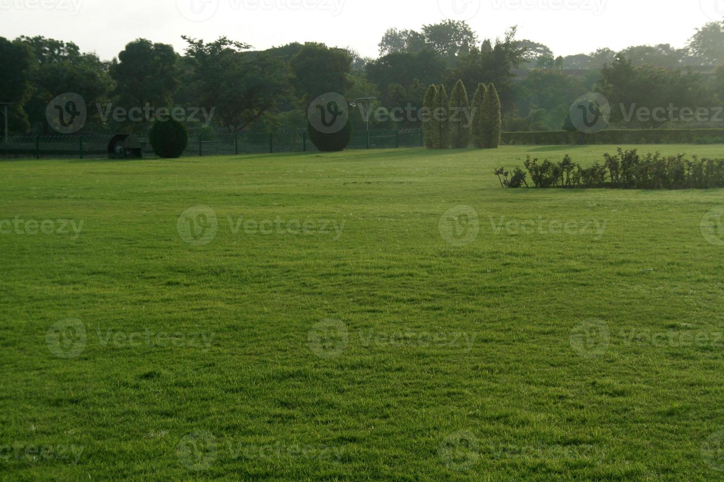 groen gras in het park foto