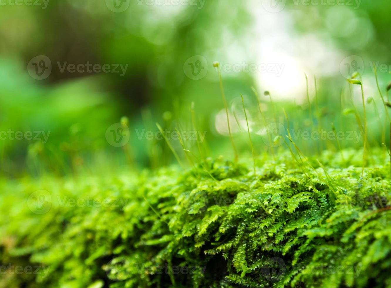 sporofyt van frisheid groen mos met waterdruppels die groeien in het regenwoud foto