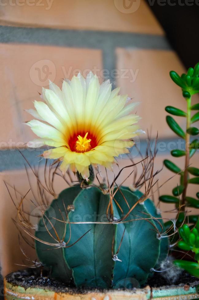 prachtig uitzicht op een geelbloeiende cactus foto