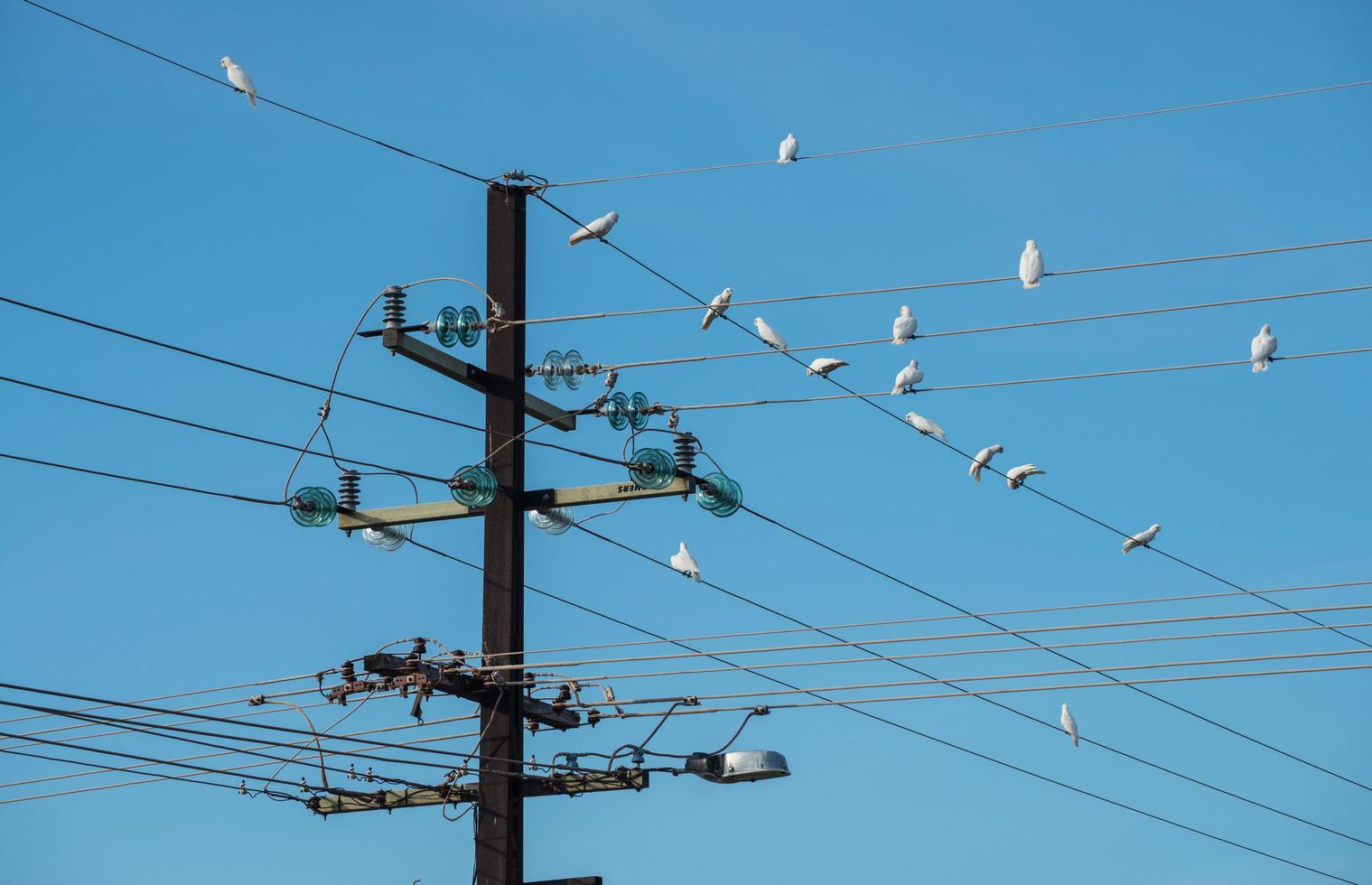 elektriciteitspaal met groep kleine corella-vogels op de kabel, noordelijke territoriumstaat australië. foto