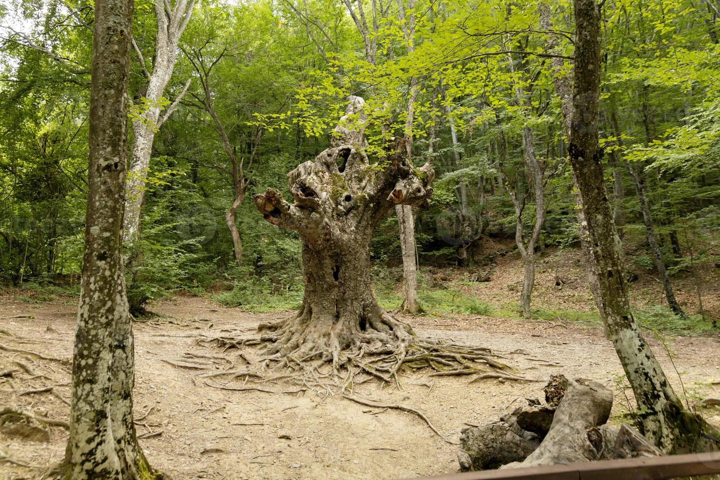 de stam van een oude grote eik met schors en wortels op de grond. natuurlijk wildpark. foto