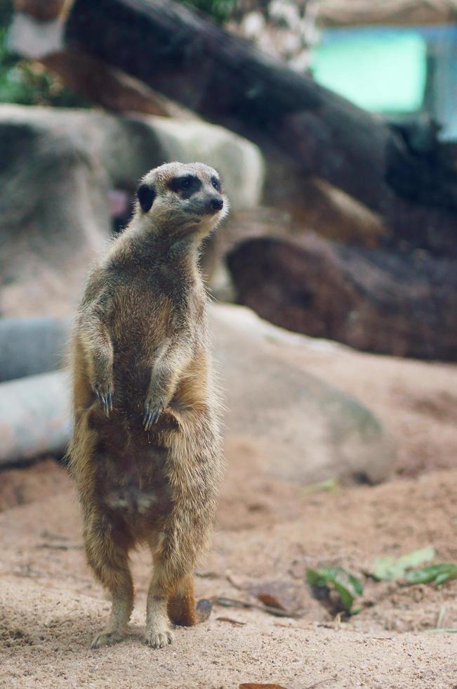 foto van een schattige stokstaartje