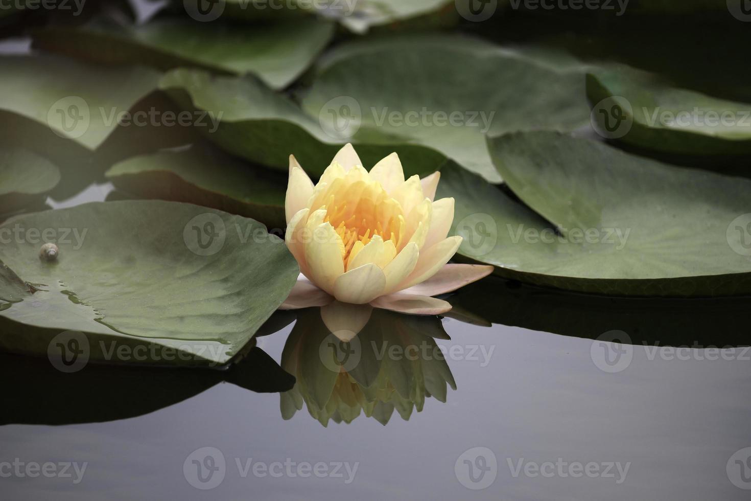 mooie gele waterlelie of lotusbloem in vijver met reflecterend op het water foto