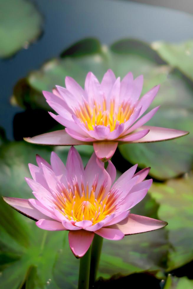 mooie paarse waterlelie lotusbloem bloeien op het wateroppervlak. reflectie van lotusbloem op watervijver. foto