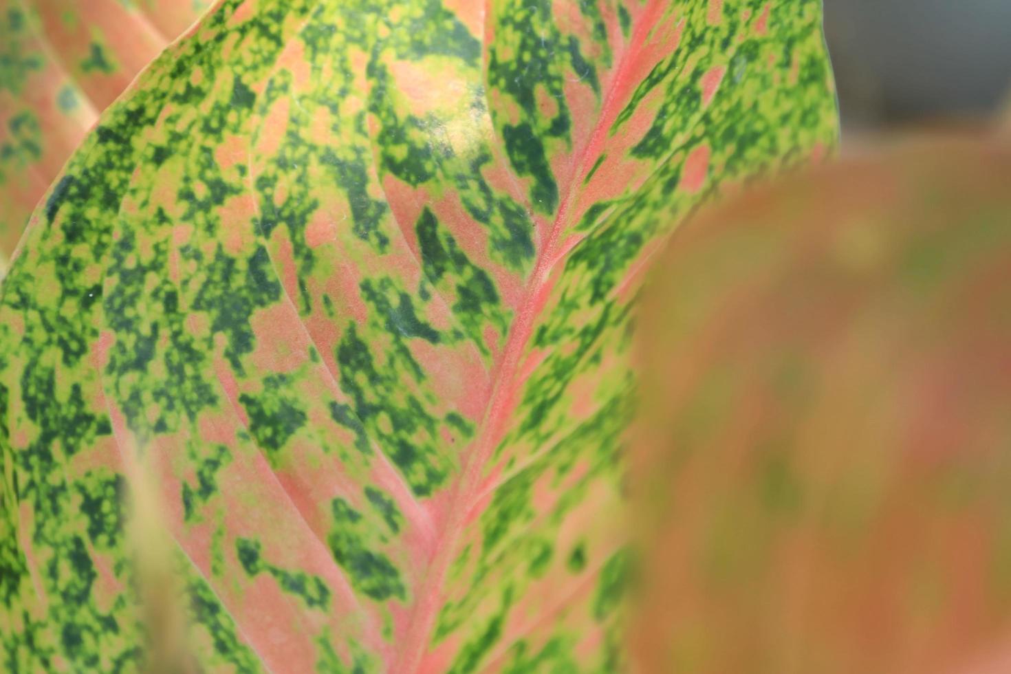 close-up van roze en groene caladiumbomen luchtzuiveringsinstallatie thaise caladium bicolor is een sierplant voor het decoreren van de tuin om uw huis te verfraaien en meer waarde toe te voegen. foto
