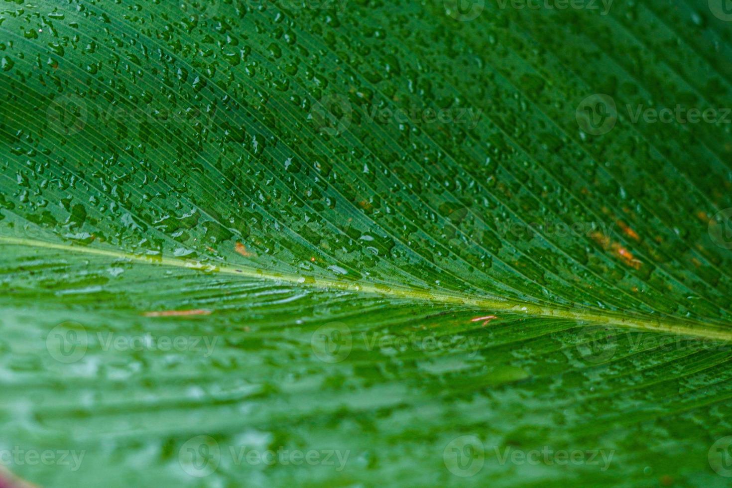 esthetische mooie groene natuur achtergrond foto