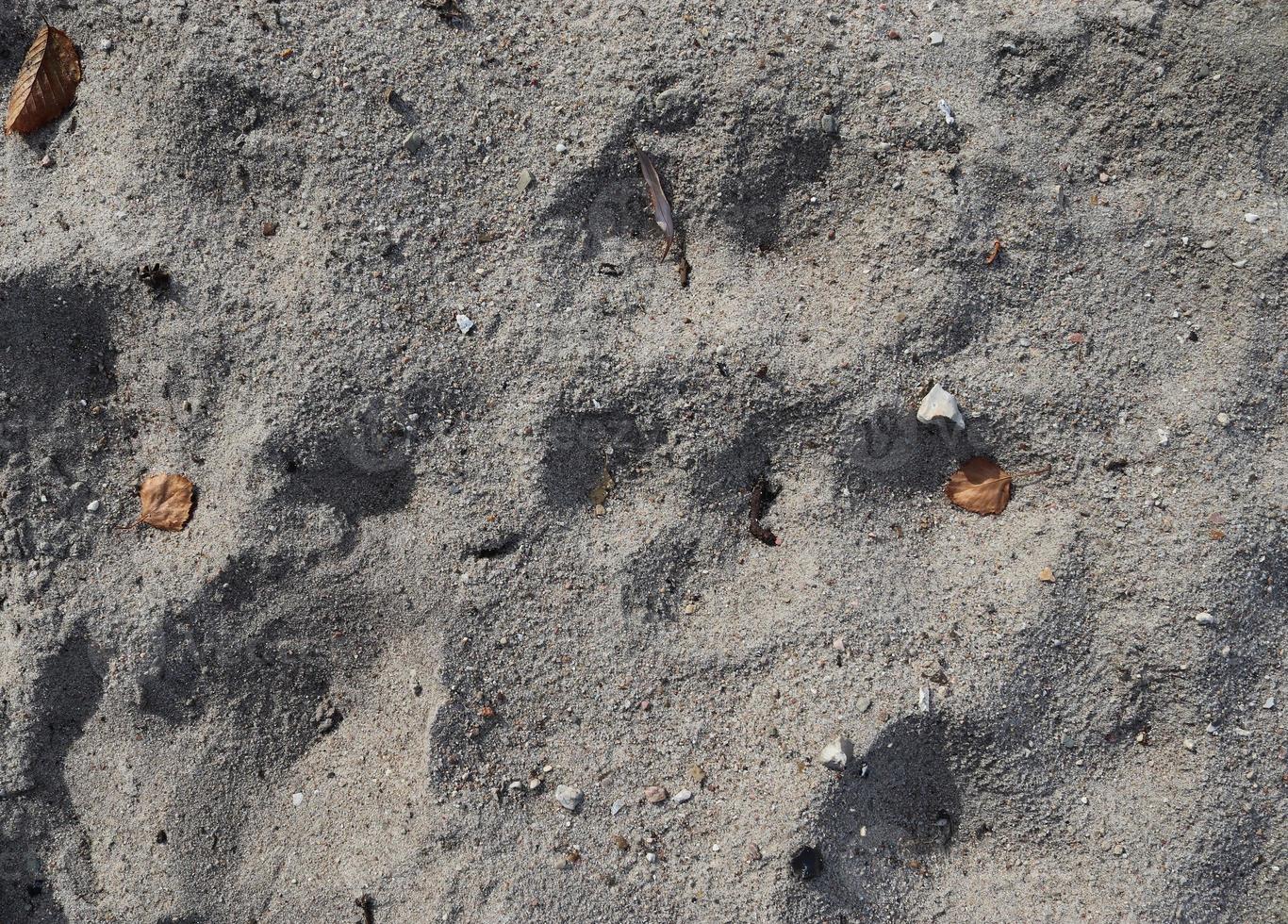 gedetailleerd close-up zicht op zand op een strand aan de Oostzee foto