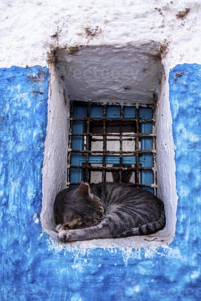 kat slaapt aan de buitenkant van een geroosterd huisraam foto