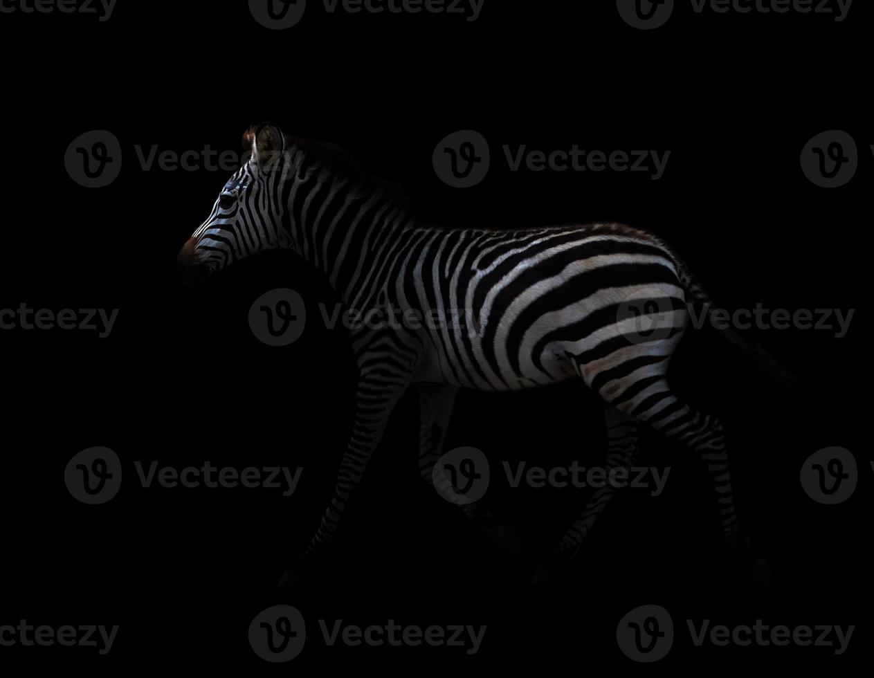 zebra in het donker foto