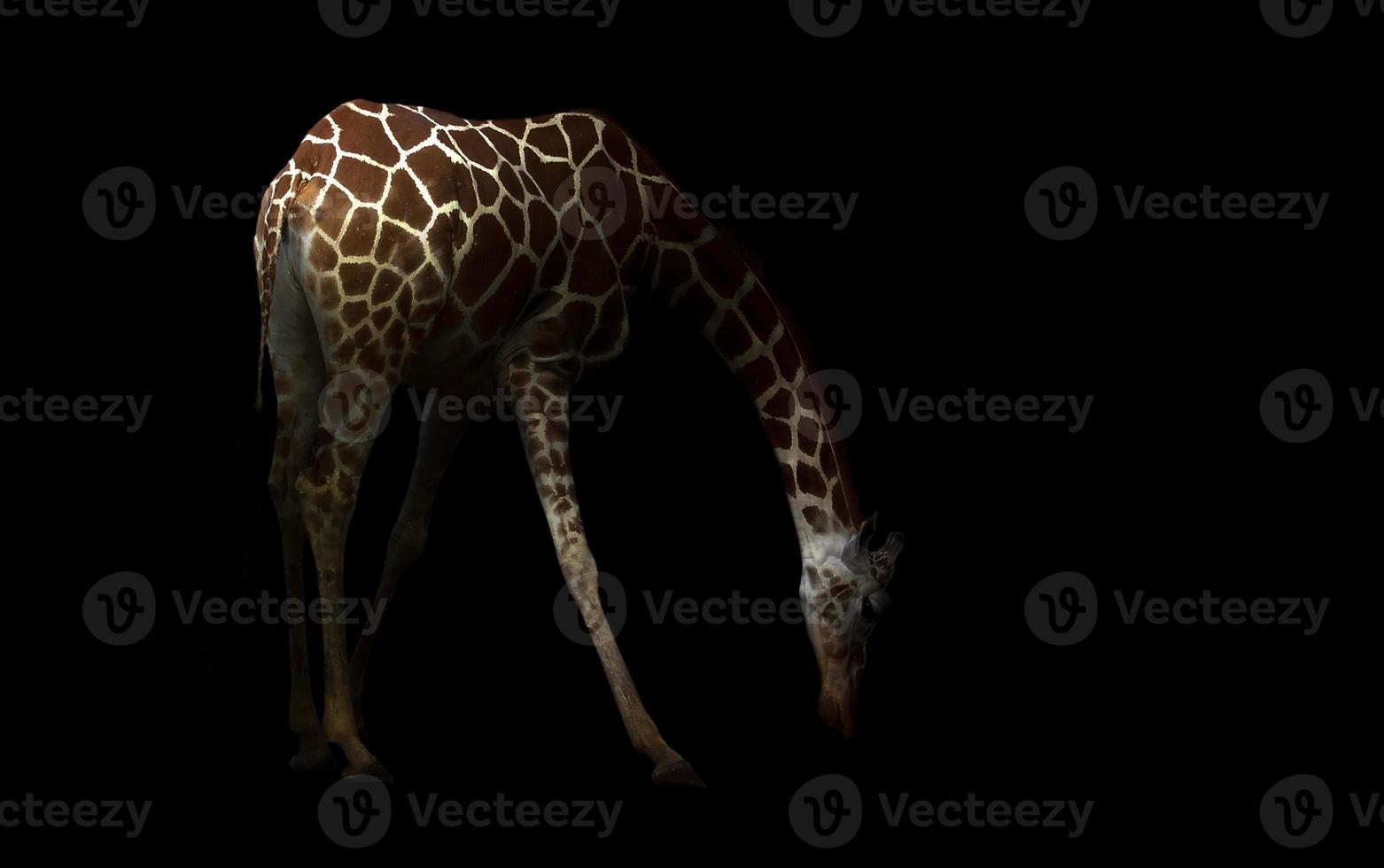 giraf verstopt in het donker foto