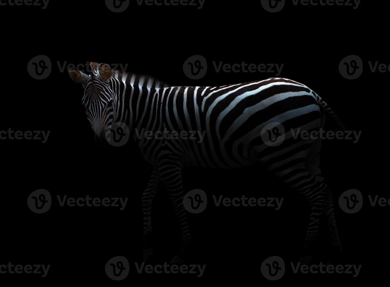 zebra in het donker foto