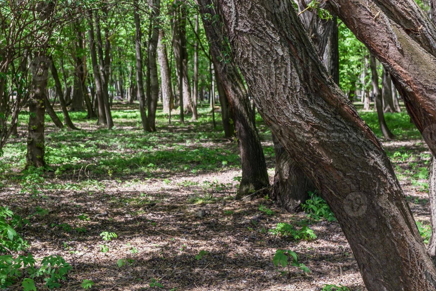 stammen van bomen in het bos. heldere zonnige dag in de natuur. foto