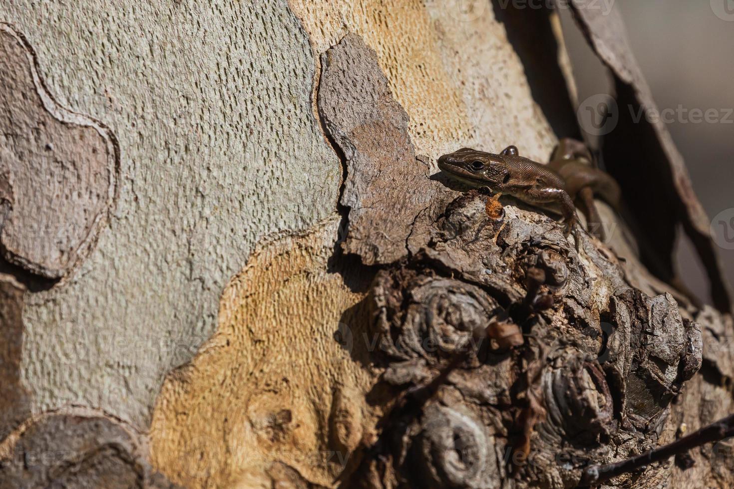 close-up bruine boomhagedis tegen de achtergrond van boomschors. beschermende kleuring van de hagedis foto