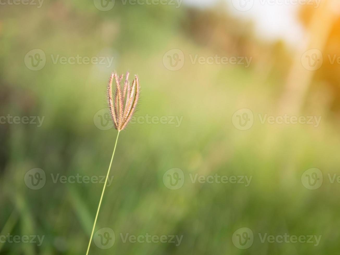 grasbloem op onscherpe achtergrond met zonnestraal foto