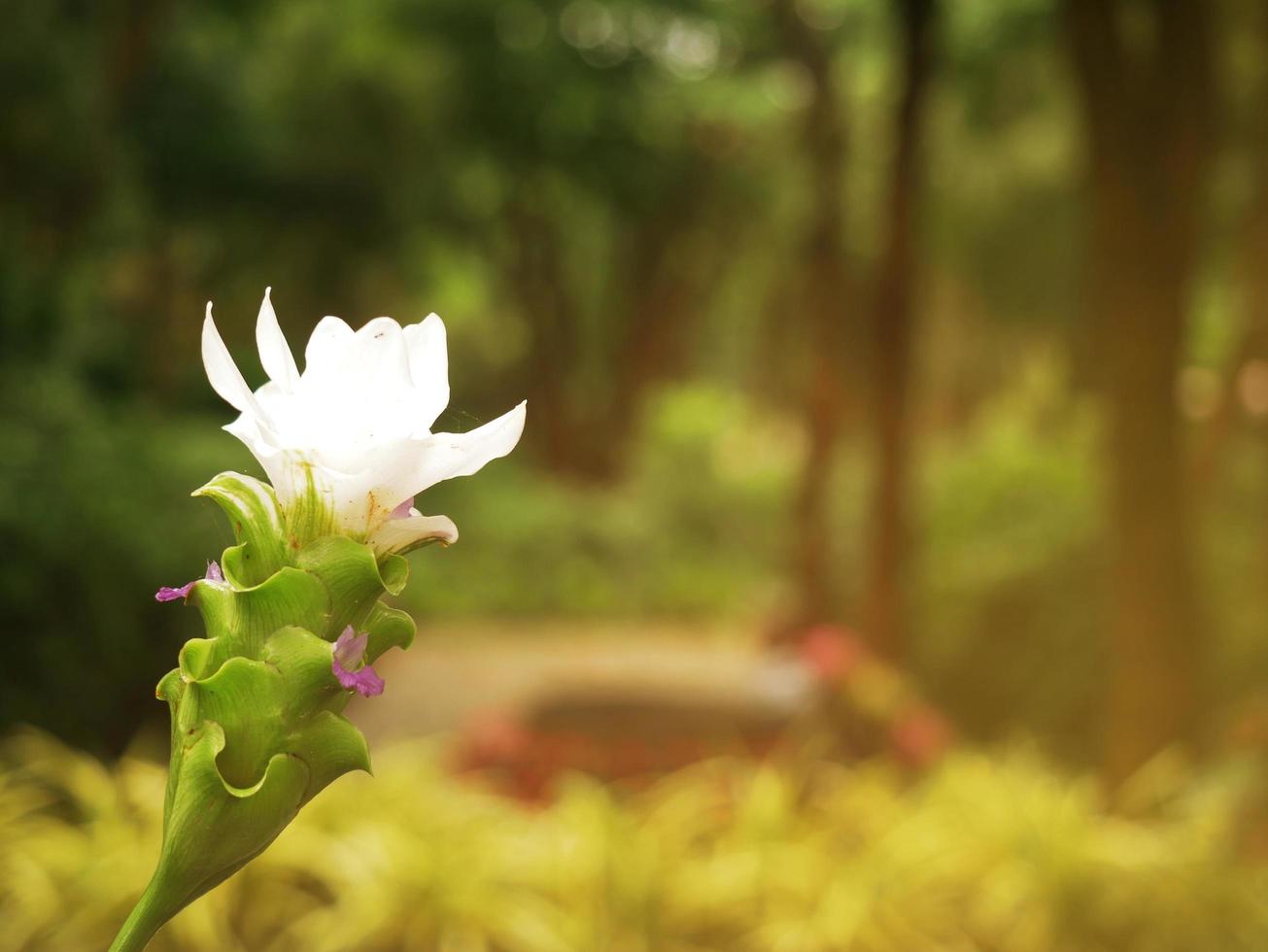 curcuma parviflora opdoemen, jonge knoppen en bloemen van krachia zijn pittig en geurig. als windafdrijvend foto