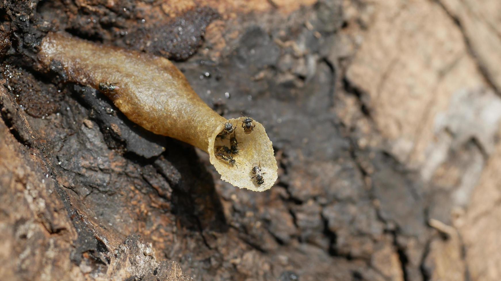 verschillende kleine bijen nestelen in de bomen. foto