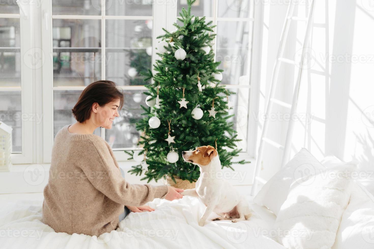 foto van blije brunette jonge vrouw houdt poot van favoriete hond vast, draagt bruine trui, zit op een comfortabel bed in een gezellige kamer, geniet van nieuwjaarsvakantie, mooi versierde spar staat bij het raam