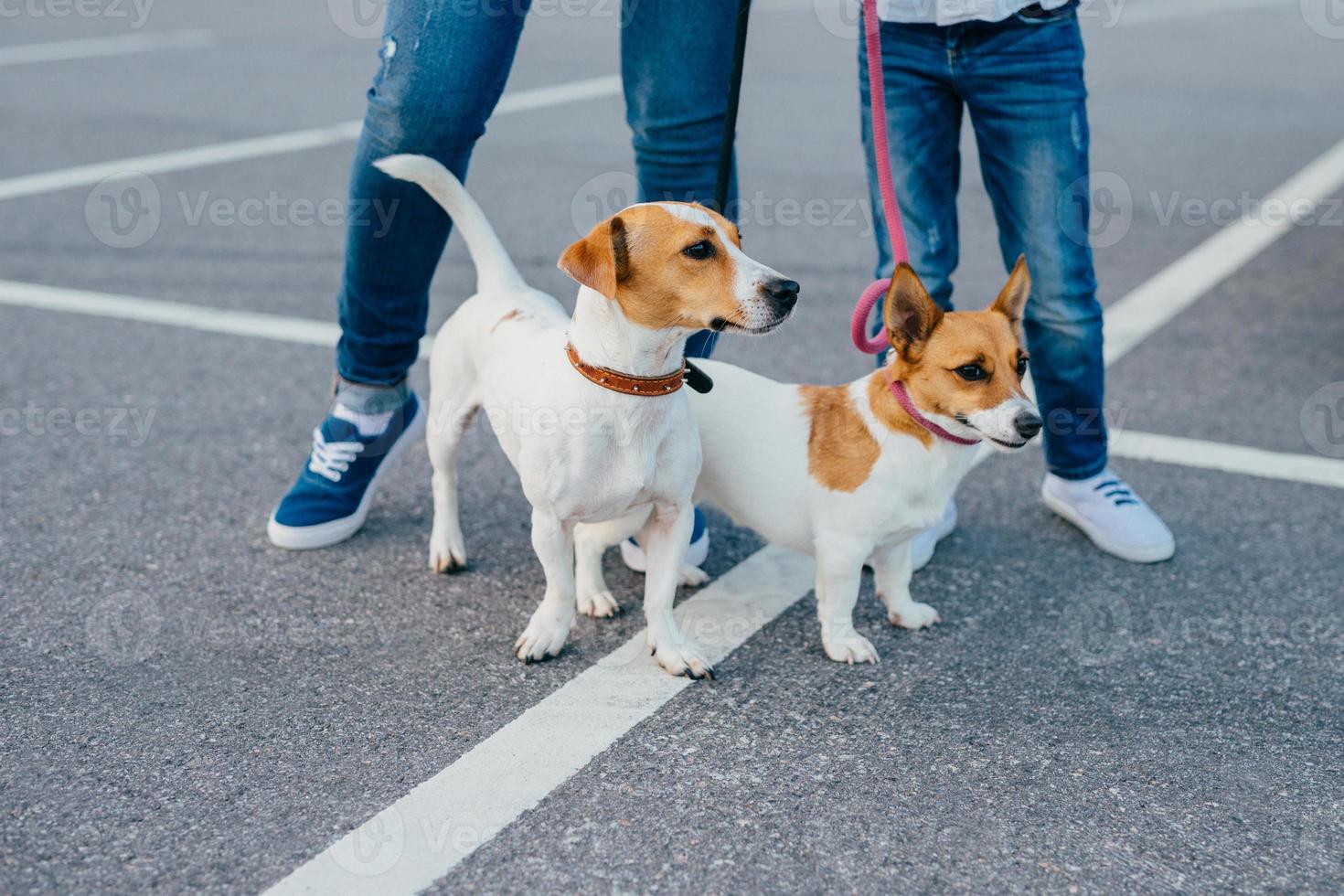 twee honden met onherkenbare eigenaren aan de lijn hebben buiten lopen, poseren op asfalt op straat. moeder en dochter dragen jeans en sneakers wandelen met huisdieren. dieren en recreatie concept foto