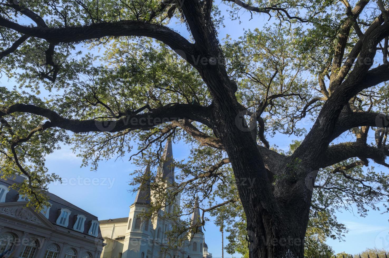 new orleans jackson vierkant levend eiken en st. kathedraal van louis foto