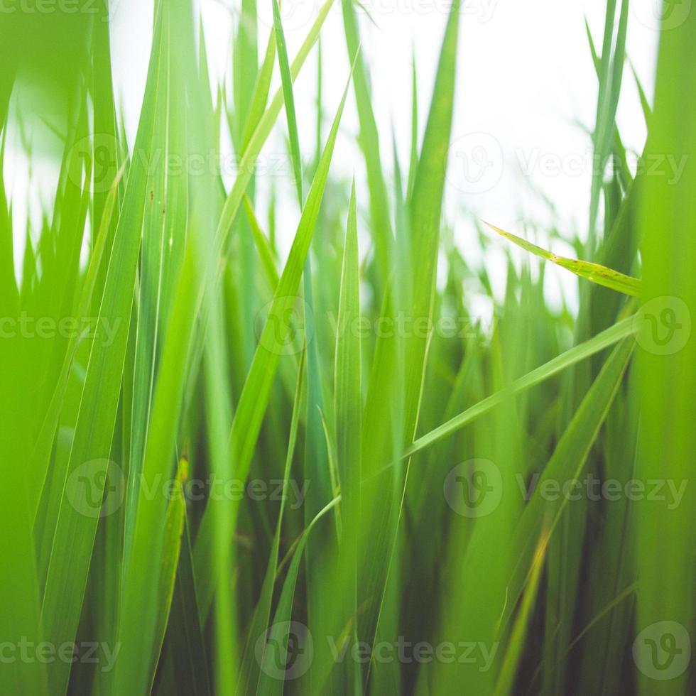 groen zomer gras foto