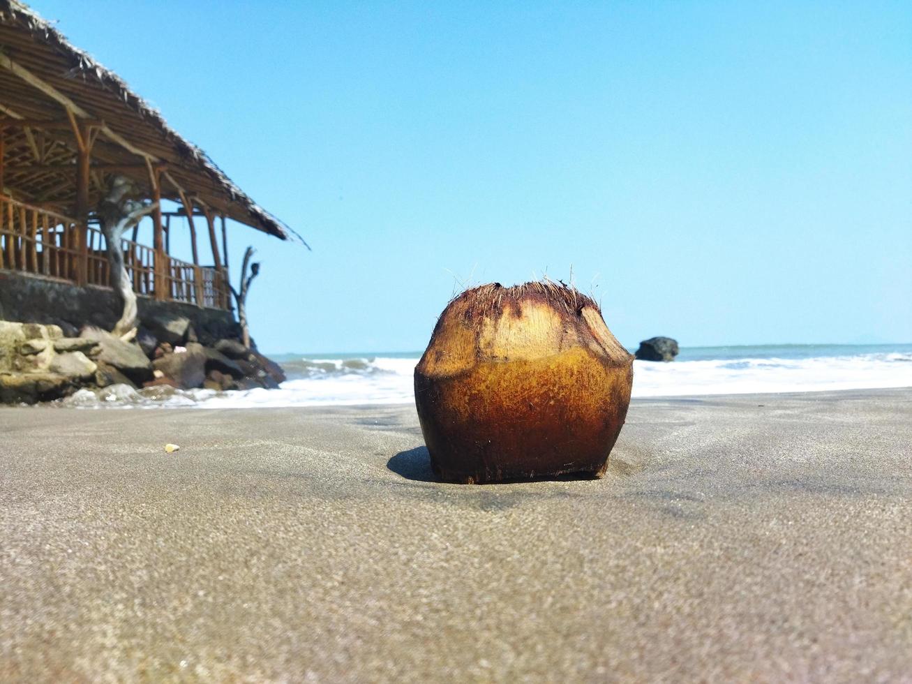 uitzicht op kokosfruit geïsoleerd op strandzand gratis foto