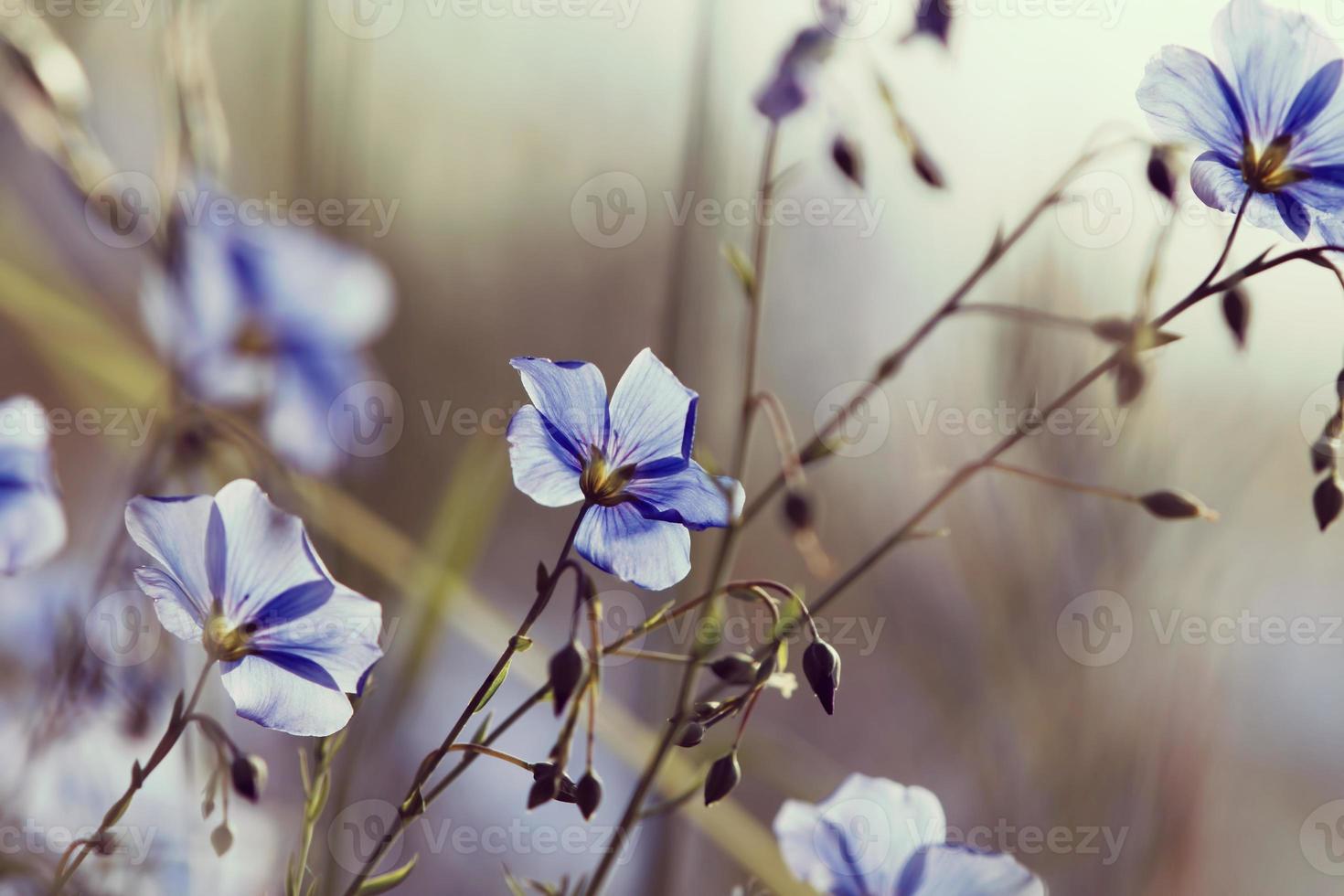 bloemen, lente foto