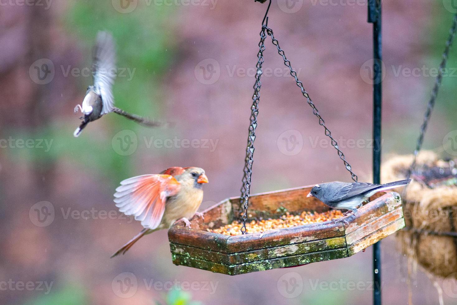 achtertuin vogels rond vogelvoeder foto