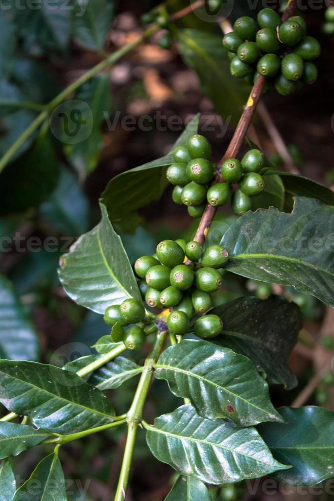 groene koffiebonen op een tak guatemala foto