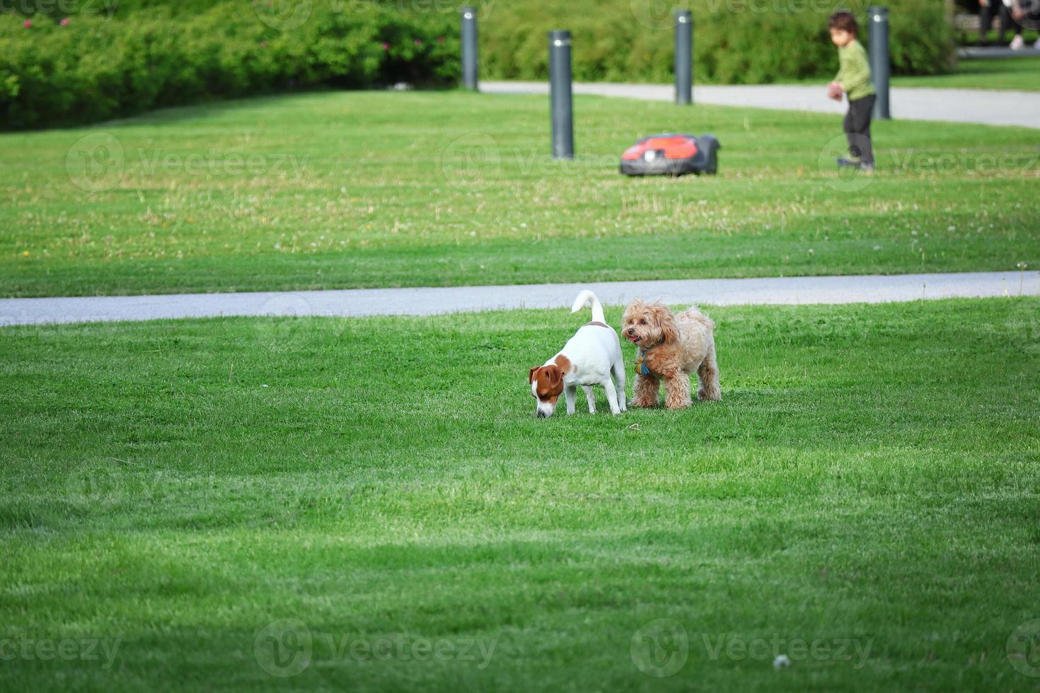 kleine honden die elkaar achterna spelen op een groen zomergazon foto