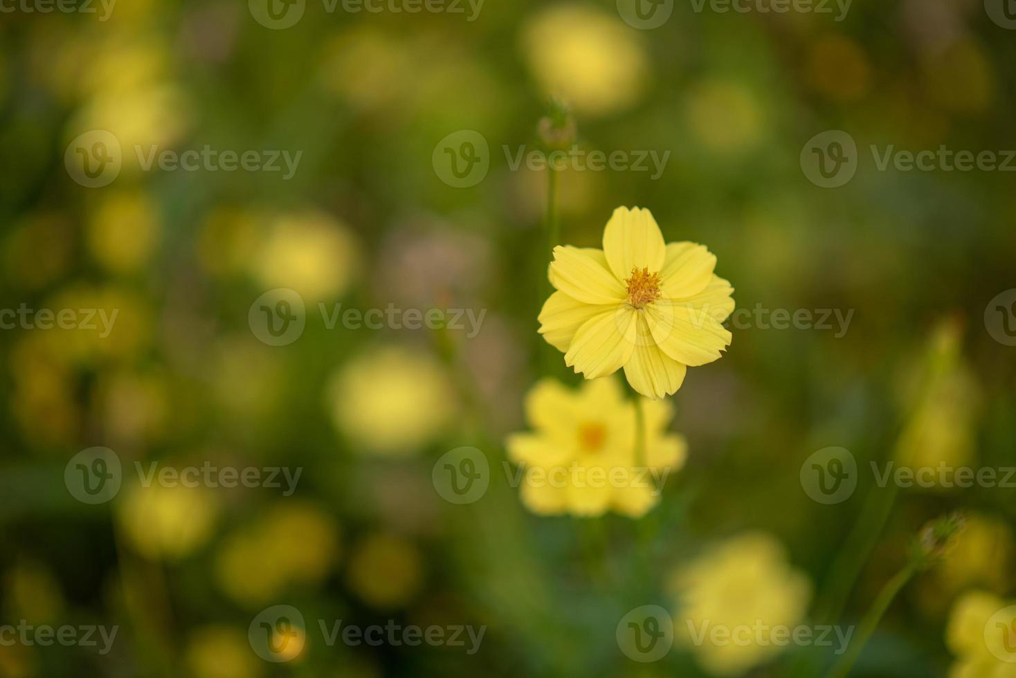 mooie gele bloemen in de avond foto