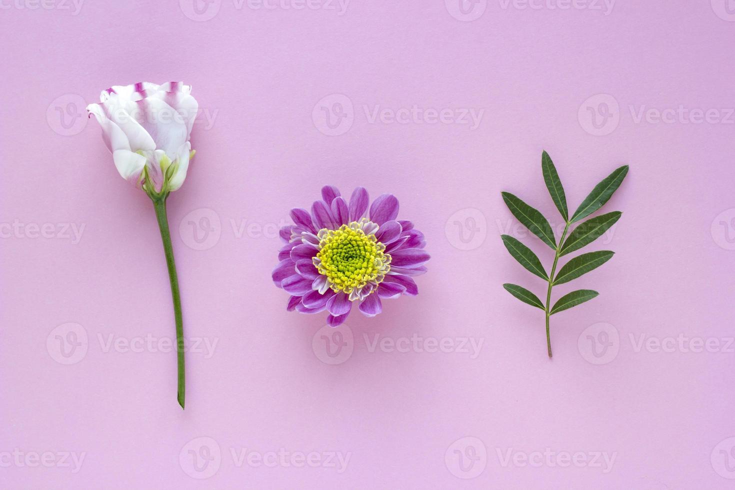 roze-witte bloemen en bladeren op roze pastel achtergrond. valentijnsdag, moederdag, verjaardag, lenteconcept. minimalistische bloemenachtergrond in platliggende stijl, bovenaanzicht foto